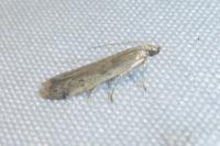 Phycitodes