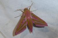 Deilephila elpenor