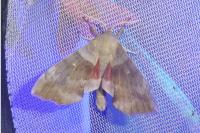 Laothoe populi