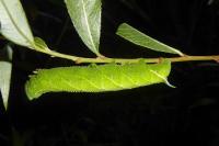 Smerinthus ocellatus