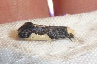 Monopis monachella