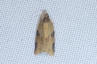 Clepsis spectrana