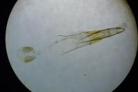 Phycitodes inquinatella