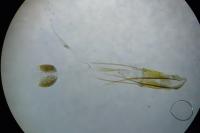Phycitodes inquinatella