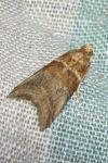 Acrobasis tumidana