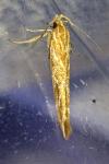 Pyroderces argyrogrammos