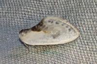Cilix glaucata