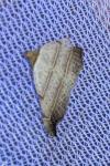Laspeyria flexula