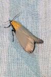 Lithosia quadra