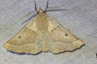 Crocallis elinguaria