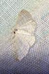 Idaea subsericeata