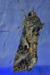 Autographa gamma