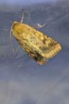 Helicoverpa armigera