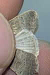 Hoplodrina ambigua