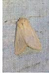 Mythimna vitellina