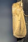 Sesamia nonagrioides