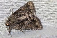 Thalpophila matura