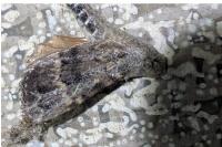 Amphipyra berbera/pyramidea