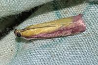 Oncocera semirubella
