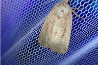 Coenophila subrosea