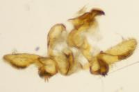 Bactra lancealana
