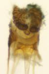 Bactra lancealana