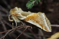 Habrosyne pyritoides