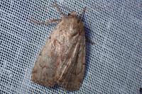 Coenophila subrosea