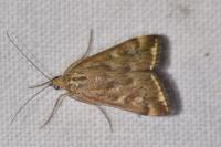 Loxostege sticticalis