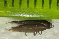 Scythris tenuivittella