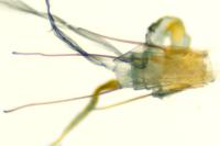 Scythris tenuivittella