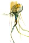 Scythris tenuivittella