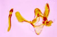 Phycitodes inquinatella