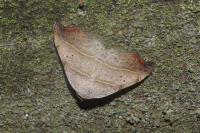 Laspeyria flexula