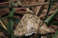 Anarta trifolii