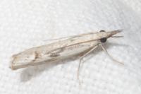 Agriphila geniculea