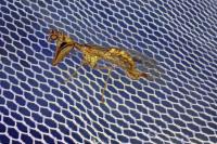 Mantispa styriaca