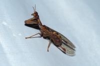Mantispa styriaca