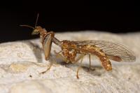 Mantispa styriaca