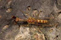 Mantispa styriaca