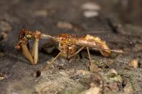 Mantispa styriaca