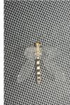 Megistopus flavicornis