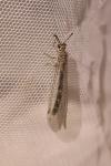 Myrmeleon inconspicuus