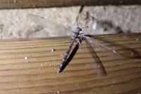 Myrmeleon inconspicuus