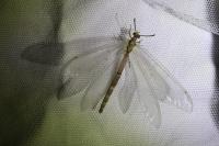 Distoleon tetragrammicus