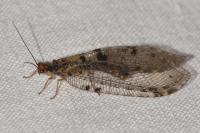 Osmylus fulvicephalus