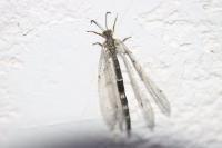 Distoleon tetragrammicus