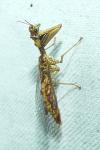 Mantispa styriaca