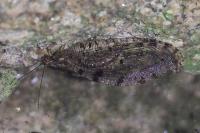 Osmylus fulvicephalus