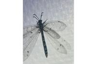 Distoleon tetragrammicus